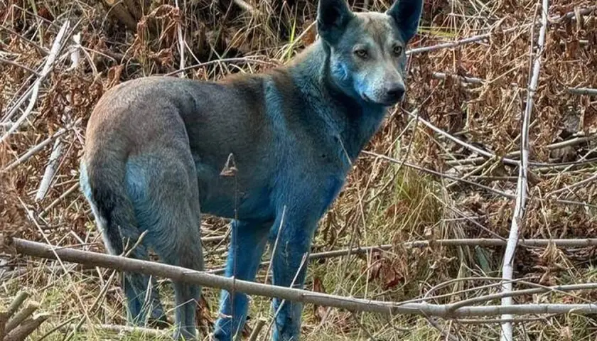 Un chien au pelage bleu étrange, peut-être un signe de mutation chez les animaux de Tchernobyl, se tient dans un environnement boisé.