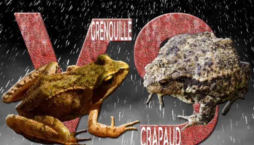Grenouille et crapaud, deux amphibiens aux différences notables, se font face sous une pluie battante.