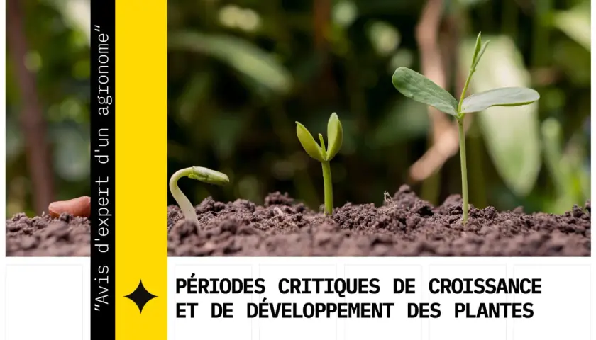 Trois jeunes pousses illustrent les étapes de la croissance des plantes, de la germination à l'épanouissement.