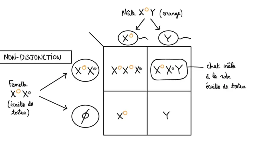 Diagramme de Punnett illustrant la non-disjonction des chromosomes sexuels chez un chat. Un mâle XY (orange) produit des gamètes X° et Y. Une femelle X°X° (écaille de tortue) produit des gamètes X°. Une combinaison anormale X°X°Y donne un chat mâle à l...