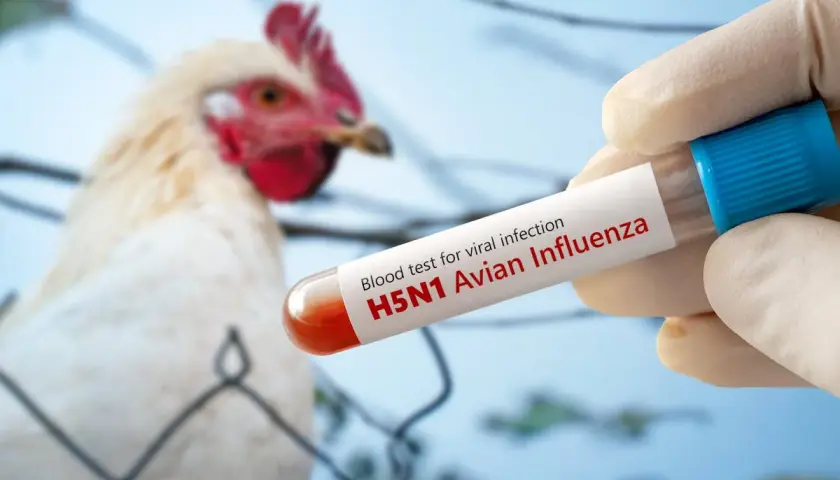 Un poulet est testé pour la grippe aviaire H5N1. Un tube à essai contenant du sang est tenu par une main gantée, avec le texte "H5N1 Avian Influenza" visible.