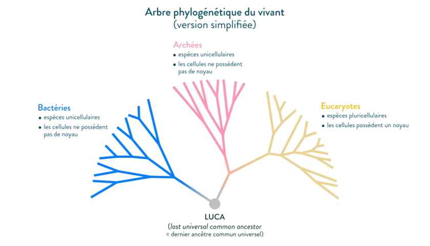 Arbre phylogénétique simplifié montrant la classification des êtres vivants : Bactéries, Archées et Eucaryotes, issus d'un ancêtre commun.