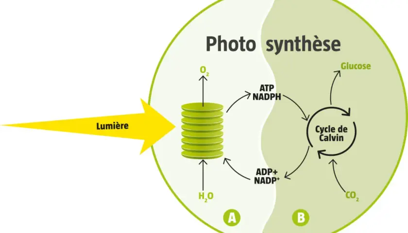 Schéma illustrant la phase photochimique de la photosynthèse : la lumière active les réactions dans les thylakoïdes (A) pour produire ATP et NADPH, essentiels au cycle de Calvin (B).