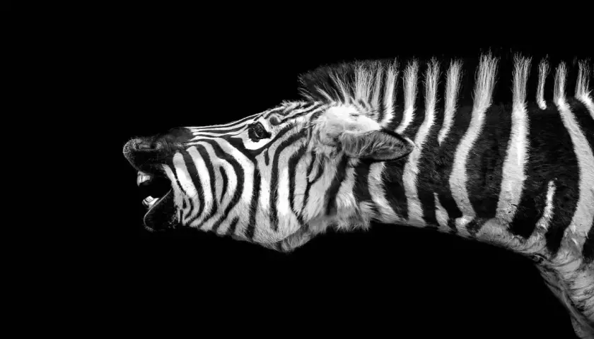 Un animal noir et blanc, une zèbre, rugit avec sa bouche ouverte, révélant ses dents.