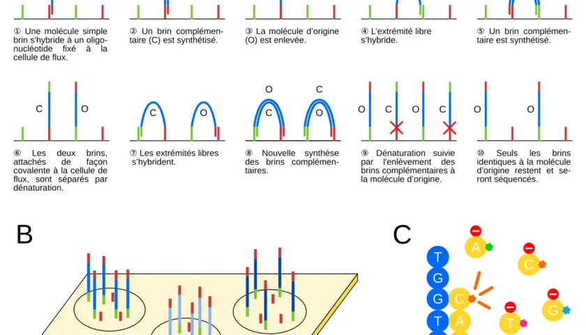 Illustration du séquençage haut débit : étapes de synthèse et de séparation de brins d'ADN pour l'analyse.