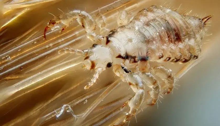 Gros plan d'un pou sur des cheveux. Ces parasites, d'où viennent les poux, se nourrissent de sang et s'accrochent aux cheveux.