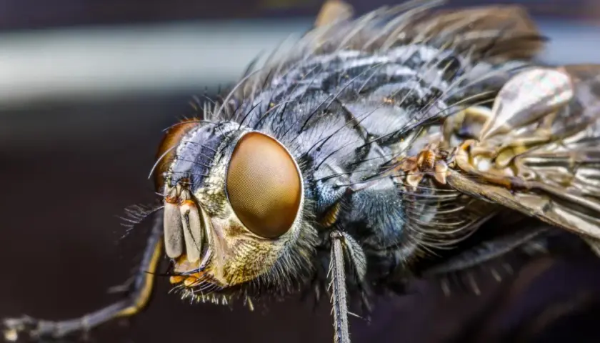 Gros plan sur la tête d'une mouche, révélant ses immenses yeux composés aux reflets dorés, semblables à des yeux de mouche complexes.