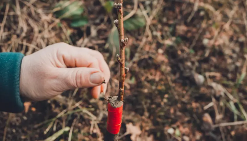 Main d'un jardinier tenant une jeune tige, montrant un type de greffage avec du ruban rouge pour assurer la fusion.