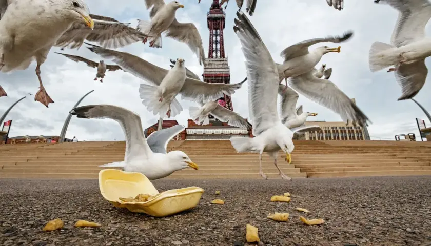 Une nuée de mouettes en vol s'approche d'une barquette de frites abandonnée, avec la tour de Blackpool en arrière-plan.