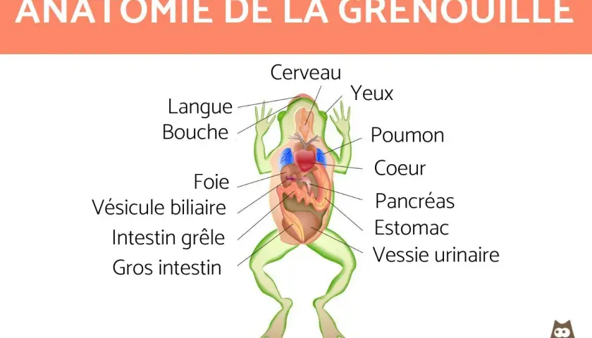 Schéma anatomique d'une grenouille SVT, montrant le cerveau, les yeux, la langue, la bouche, le foie, la vésicule biliaire, l'intestin grêle, le gros intestin, les poumons, le cœur, le pancréas et la vessie urinaire.