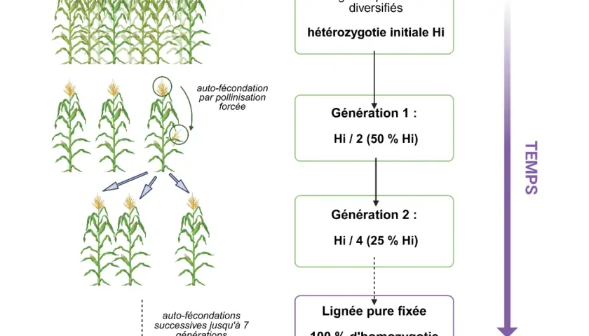 Schéma illustrant la domestication des plantes par auto-fécondation successive de maïs, réduisant l'hétérozygotie jusqu'à une lignée pure fixée.