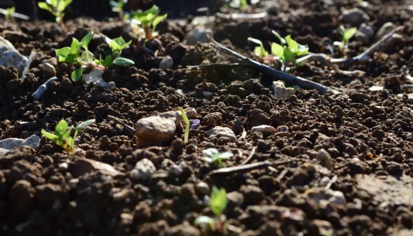 Jeunes pousses vertes émergeant de la terre sombre, signe de la vie du sol.