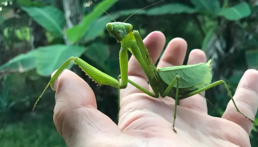Une mante religieuse géante, d'un vert éclatant, se repose sur une main humaine, ses pattes épineuses prêtes à l'action.