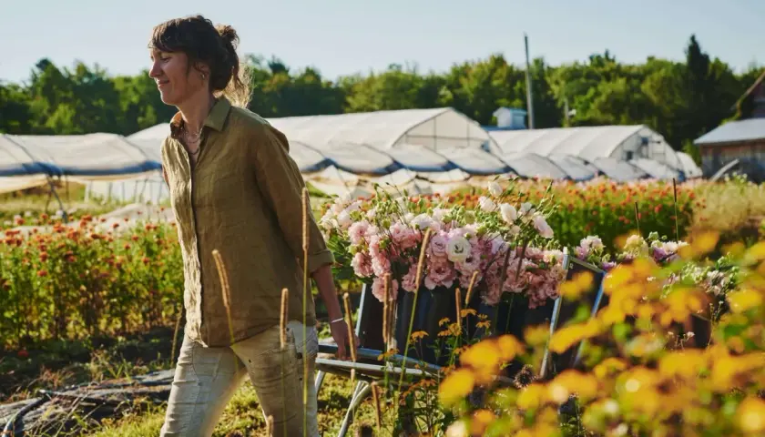 Une femme transporte un chariot rempli de fleurs roses et blanches dans un champ. Ces fleurs, qu'elles soient plante annuelle ou vivace, sont prêtes à être cueillies.