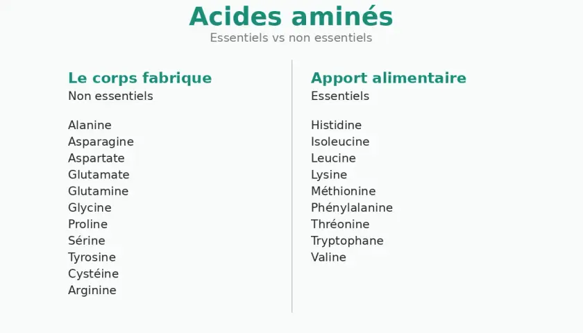 Tableau comparant la composition des acides aminés essentiels et non essentiels, distinguant ceux fabriqués par le corps de ceux apportés par l'alimentation.