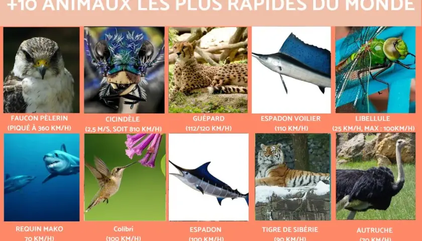 Découvrez les 20 animaux les plus rapides au monde : faucon pèlerin, guépard, requin mako, colibri, espadon, et bien d'autres.