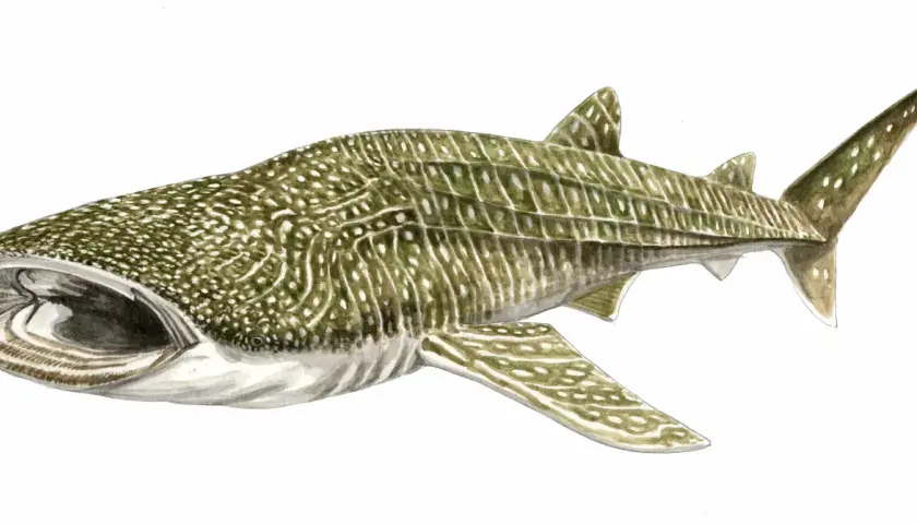 Illustration d'un requin-baleine, le requin le plus grand du monde, avec sa bouche ouverte et son corps tacheté.