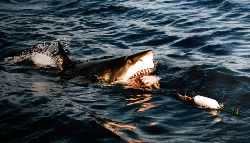 Un grand requin blanc émerge des vagues, gueule ouverte, prêt à mordre. On se demande que mange le requin blanc.