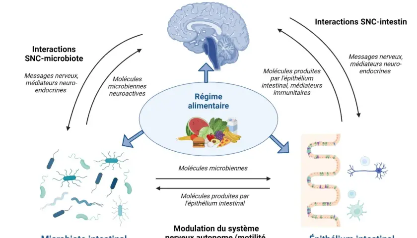 Schéma illustrant les interactions entre le système nerveux central, le régime alimentaire, le microbiote intestinal et l'épithélium intestinal.