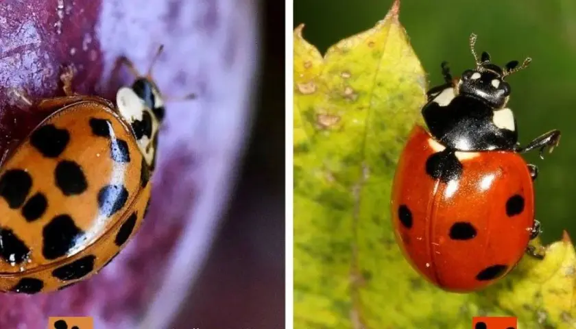 Comparaison entre une coccinelle asiatique (Harmonia axyridis) orange à pois noirs et une coccinelle autochtone rouge à pois noirs.