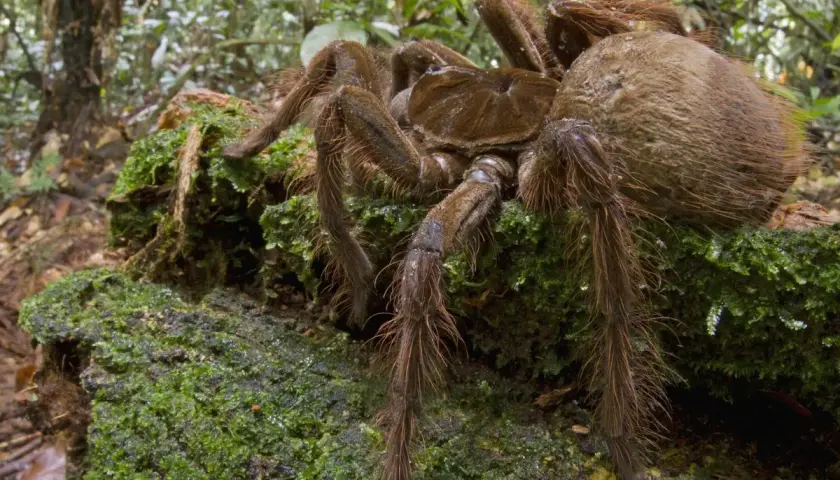 La plus grosse araignée du monde, une tarentule poilue, se repose sur un tronc couvert de mousse dans une forêt tropicale.