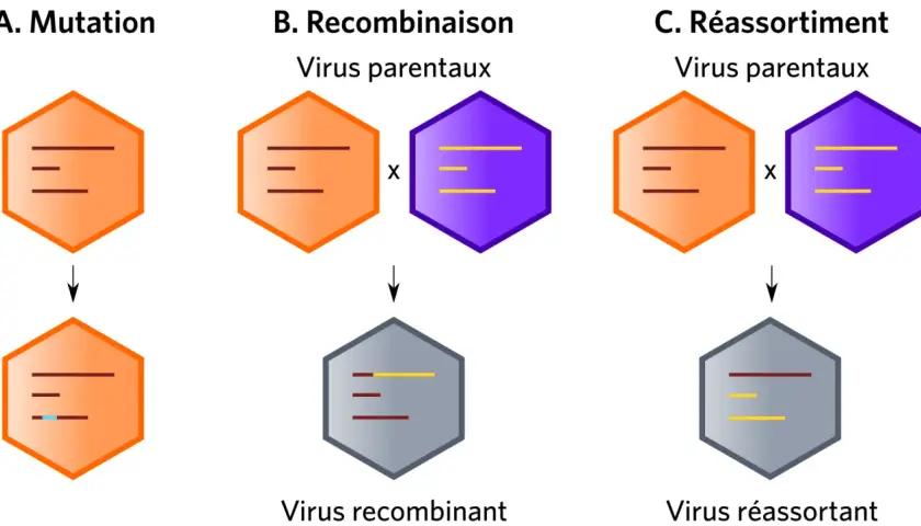Schéma illustrant qu'est ce qu'un virus : mutation, recombinaison et réassortiment génétique.