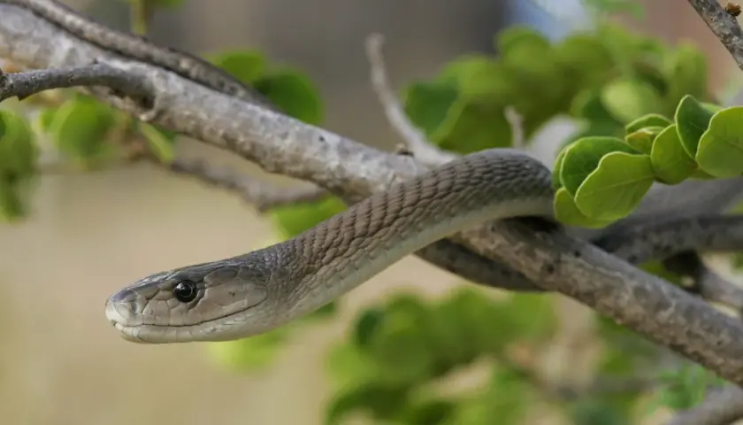 Un serpent mamba noir, aux écailles grises, s'enroule sur une branche d'arbre, entouré de feuilles vertes.