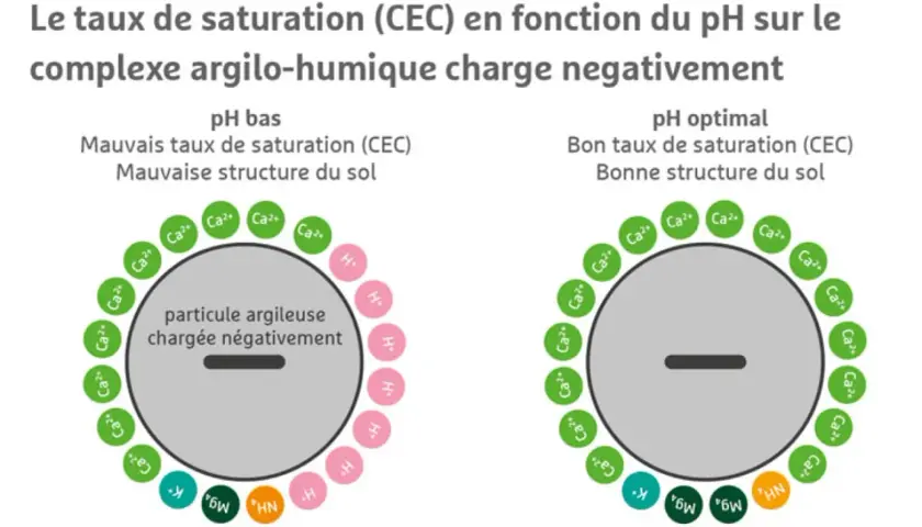 Le complexe argilo-humique chargé négativement montre une mauvaise structure du sol à pH bas, avec peu de cations. À pH optimal, la structure s'améliore avec plus de cations.