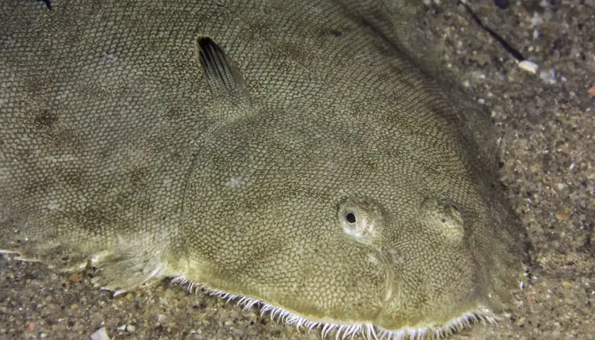 Un poisson plat, le sole, se camoufle parfaitement sur le sable. Ses yeux sont tournés vers le haut, prêt à surprendre.
