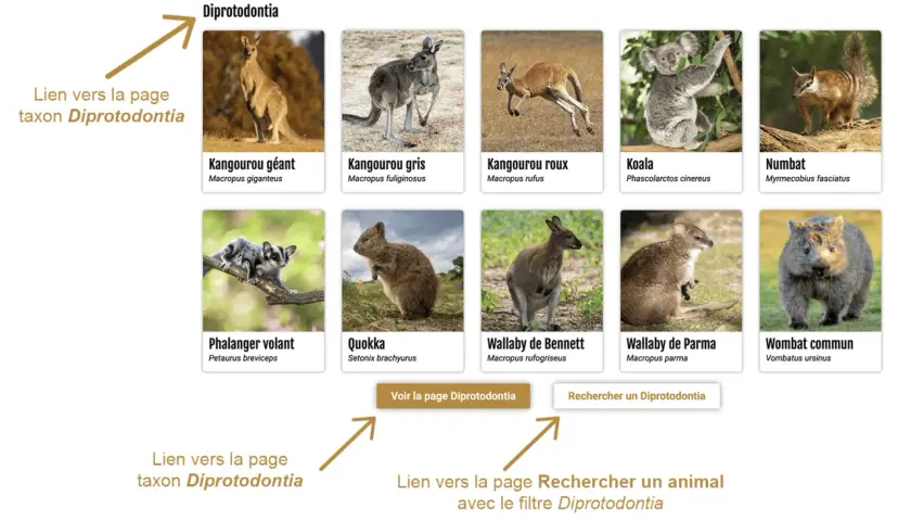 Images de marsupialia sous ordres : kangourou, koala, wombat, numbat, quokka, wallaby, phalanger volant. Lien vers la page taxon Diprotodontia.