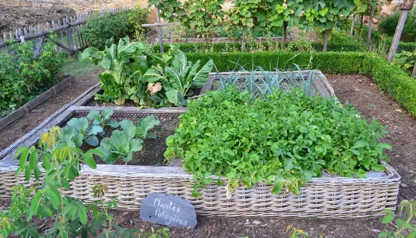 Jardin potager avec légumes variés dans des carrés surélevés. La nature du sol semble riche et bien entretenue, favorisant la croissance des plantes potagères.