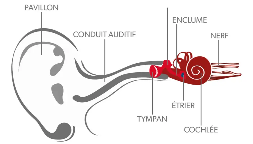 Schéma illustrant le fonctionnement de l'oreille : pavillon, conduit auditif, tympan, enclume, étrier, cochlée et nerf.