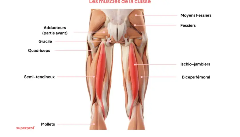 Anatomie de la cuisse : le muscle qui bouge tout seul, le quadriceps, est mis en évidence en rouge.