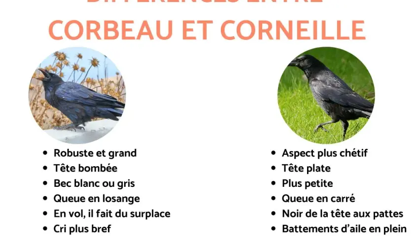 Comparaison visuelle entre un corbeau, robuste, et une corneille, plus fine. Le corbeau a une tête bombée et une queue en losange, tandis que la corneille a une tête plate et une queue carrée.
