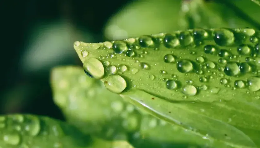 Gouttes scintillantes de la rosée du matin sur une feuille verte, capturant la fraîcheur d'un nouveau jour.