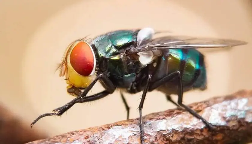 Une mouche verte aux grands yeux rouges se frotte les pattes sur une branche. Elle nettoie ses capteurs pour mieux sentir et goûter.