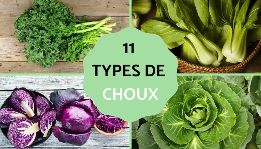 Découvrez 11 types de choux : chou frisé, bok choy, chou rouge et chou cabus. Une belle variété de choux pour tous les goûts.