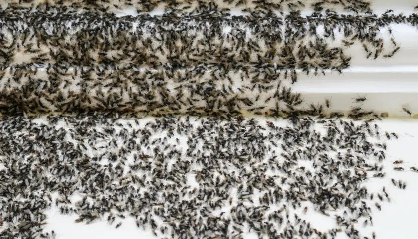 Une nuée de fourmis volantes, certaines avec des ailes, se presse sur une surface blanche.