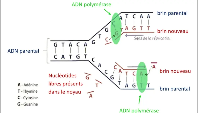 Schéma illustrant la réplication de l'ADN. L'ADN polymérase crée de nouveaux brins à partir de brins parentaux, utilisant des nucléotides libres.