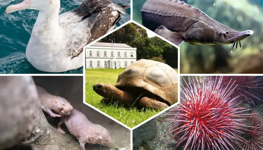 Une tortue géante, un albatros, un esturgeon, des rats-taupes nus et un oursin. La tortue est l'animal qui vie le plus longtemps.