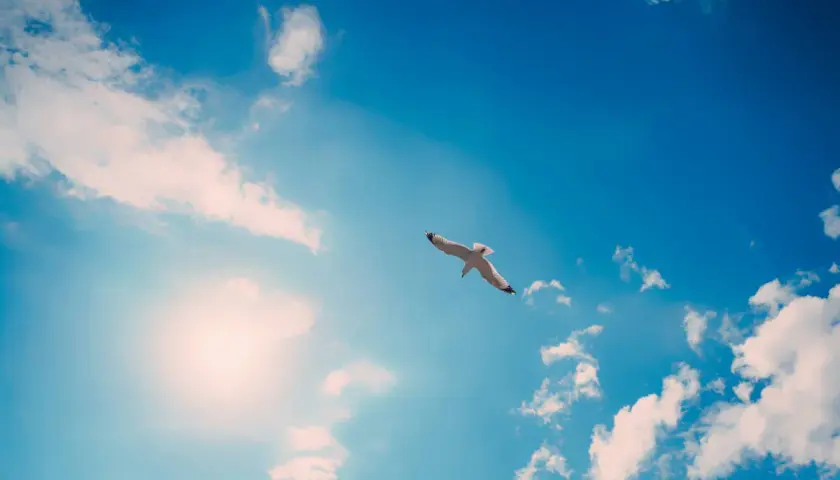 Un goéland plane dans un ciel bleu éclatant, baigné par le soleil. Une question se pose : pourquoi le ciel est-il bleu ?