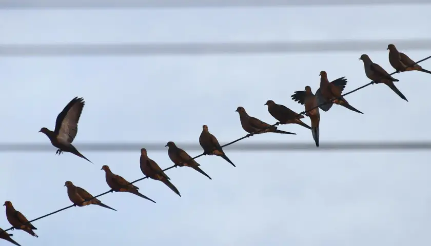 Une volée de colombes perchées sur des fils électriques, une question se pose : pourquoi les oiseaux ne sont pas électrocutés ? Ils ne touchent qu'un seul fil.