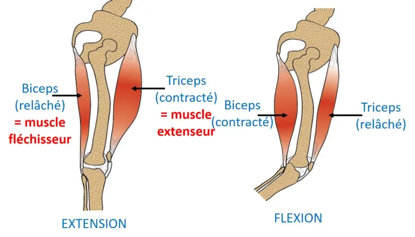 Le biceps fléchisseur se contracte, le triceps extenseur se relâche lors de la flexion du bras. Le mouvement inverse se produit lors de l'extension.