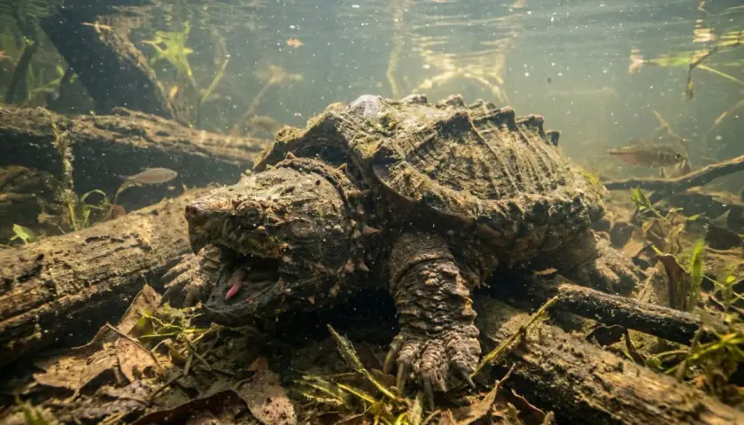 Une tortue alligator préhistorique émerge des profondeurs boueuses, sa gueule ouverte révélant une langue rose.