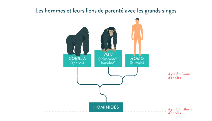 Arbre généalogique montrant les liens entre gorilles, chimpanzés, bonobos et humains. La définition des hominidés pour la 6ème est illustrée.