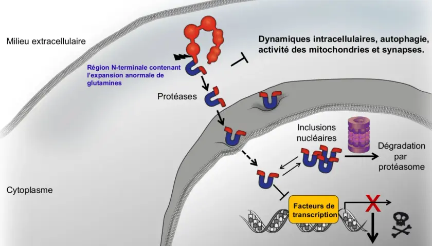 Schéma de la maladie de Huntington : une protéine anormale entre dans la cellule, perturbant les dynamiques cellulaires et menant à la mort neuronale, affectant l'espérance vie.