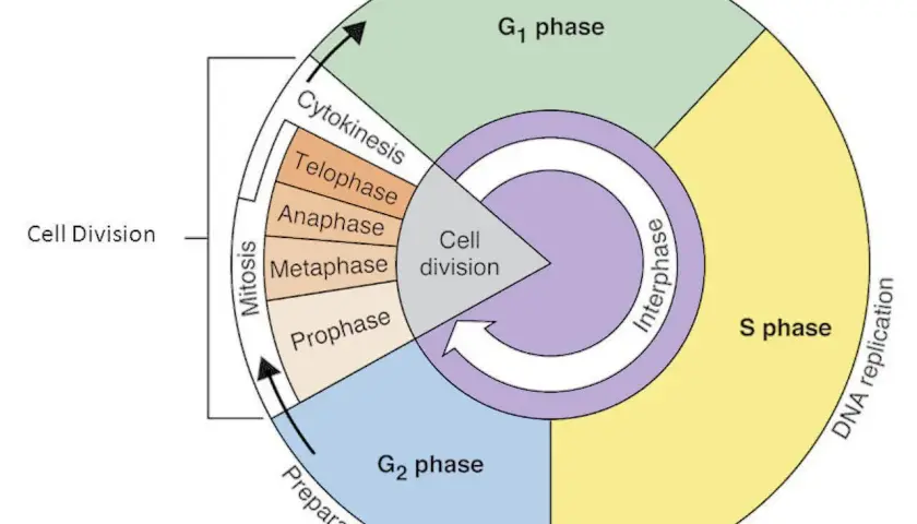 Schéma du cycle cellulaire : interphase (G1, S, G2) et mitose (prophase, métaphase, anaphase, télophase, cytokinèse).