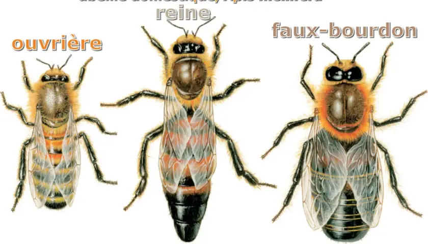 Illustration des 3 sortes d'abeilles : ouvrière, reine et faux-bourdon. Chacune a son rôle dans la ruche.