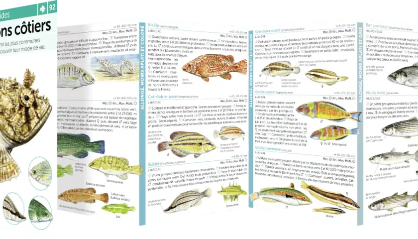 Illustration de poissons côtiers, montrant la diversité des espèces et leur profondeur de recherche de poissons.