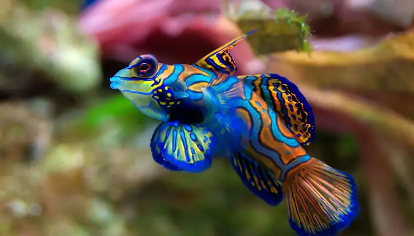 Un poisson rare et beau, un mandarin aux couleurs vives, nage dans un récif corallien.